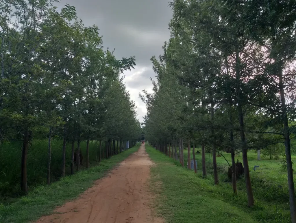 Jarkabandi State Forest in Jalahalli Bengaluru near 560013 PIN Code.