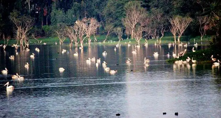 Kowdenahalli Lake near 560016 PIN Code, Bengaluru.